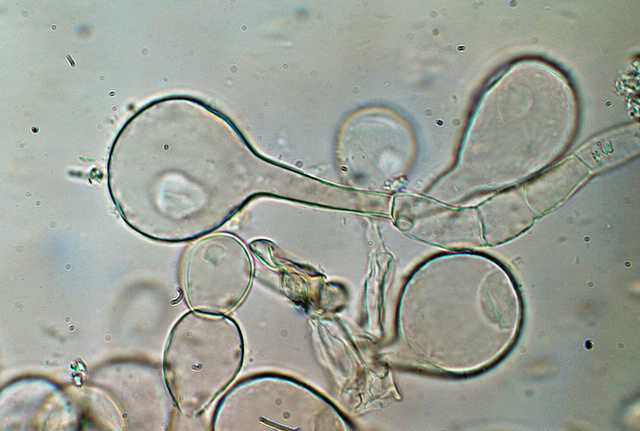 Camarophyllopsis micacea      (Berk. & Broome)       Arnolds